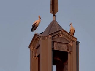 Las cigüeñas también eligen Albares