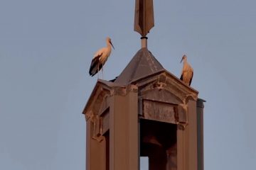 Las cigüeñas vuelven a hacer noche en Albares